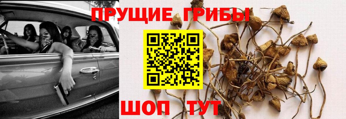 Галлюциногенные грибы ЛСД  Вход с VPN  Светлоград 